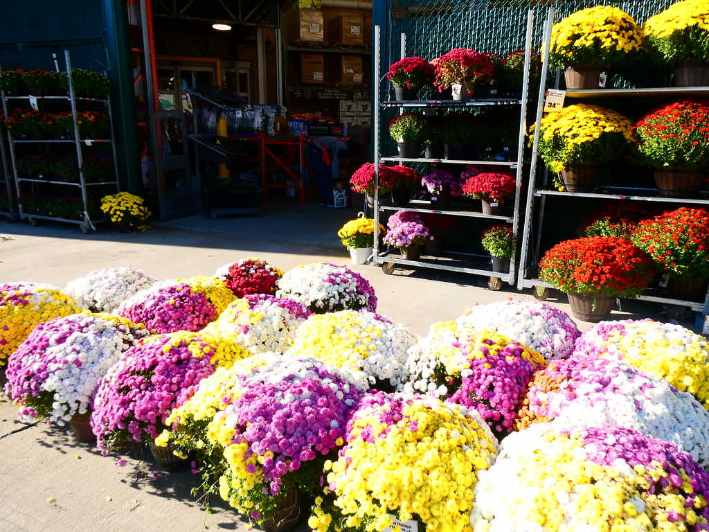 Mums at Home Depot Hackensack, NJ WARREN FIELDS Flickr