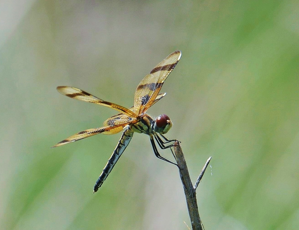 Female Halloween Pennant Dragonfly (Celithemis eponina) Flickr