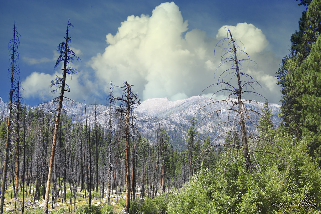 Yellow Pine Area Idaho Larry Calhoun Flickr