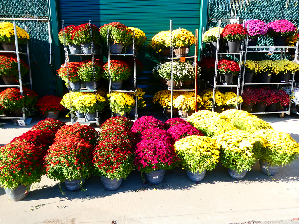 Mums at Home Depot Hackensack, NJ WARREN FIELDS Flickr