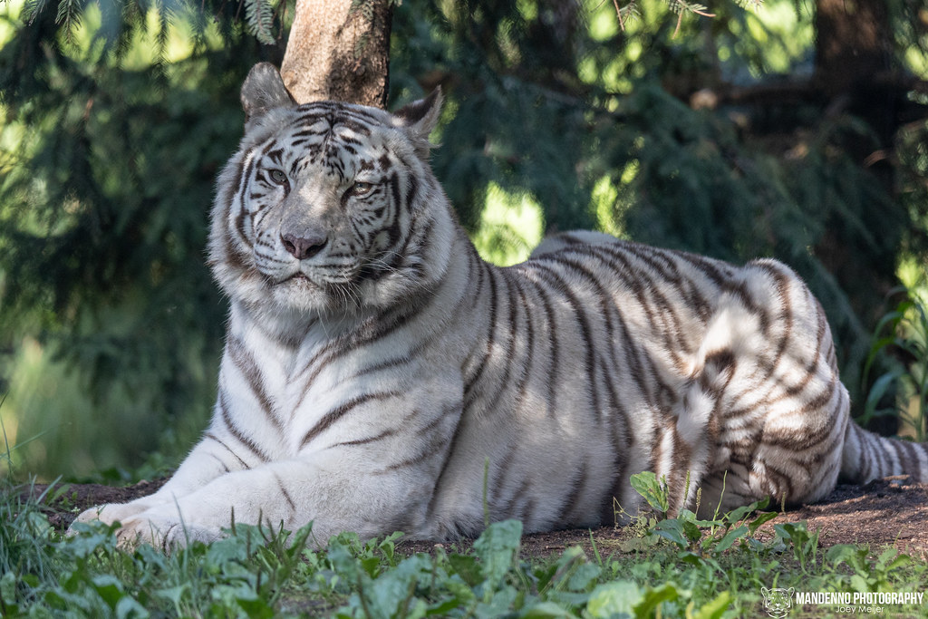 White Tiger Zoo Amneville Mandenno Photography Flickr