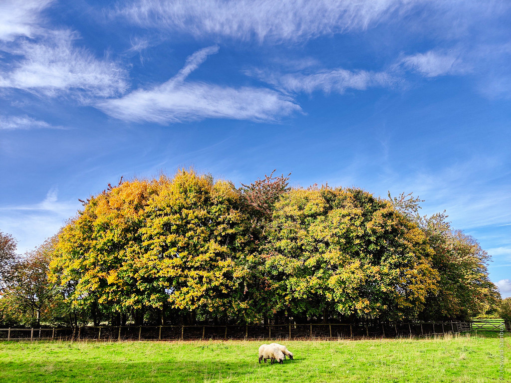 Oxford Down Sheep Chiltern Open Air Museum, Chalfont St Gi… Flickr