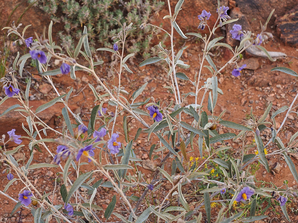 Desert Flowers pruple & yellow ozbuglady Flickr