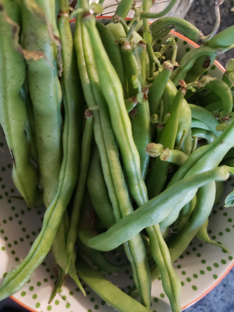 October green bean harvest Tanya Flickr