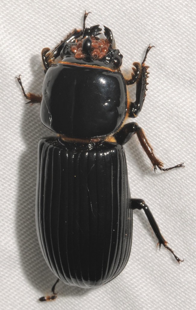 2011 Coleoptera Family Passalidae Bess Beetles Flickr