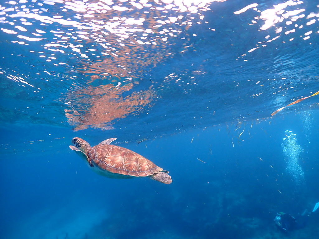 17 NOV 2022 PM Molasses Reef Flickr