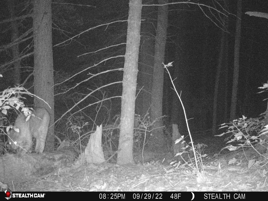 Bobcat Home, Belchertown, MA, Sep 29, 2022 parulidaephotos Flickr