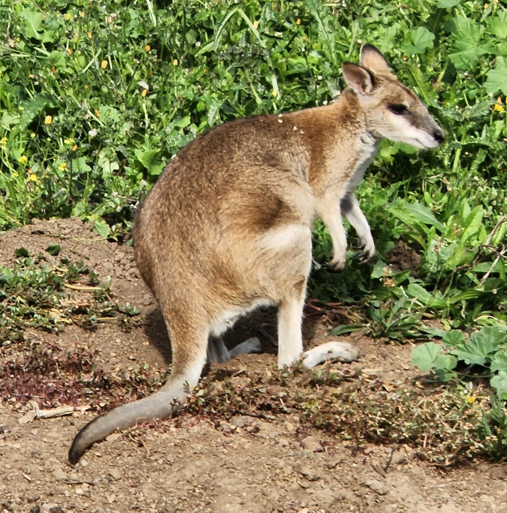 Baby Wallaroo at Oakland Zoo Eloise Colemann Flickr