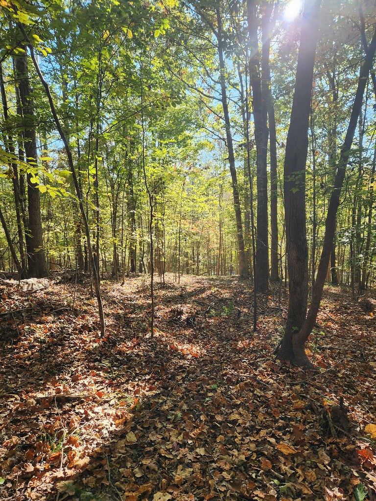 Magnolia Run 102222 madelieneloves Flickr