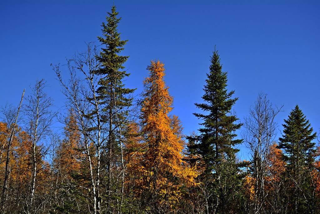 20221022TamarackDay0007 Parsonsfield, Maine. / Freedom, … Flickr