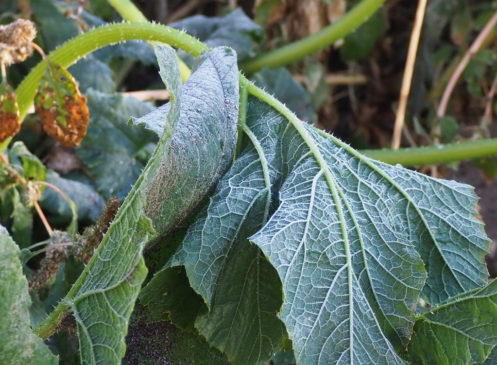killing frost did in the volunteer squash OLYMPUS DIGITAL … Flickr