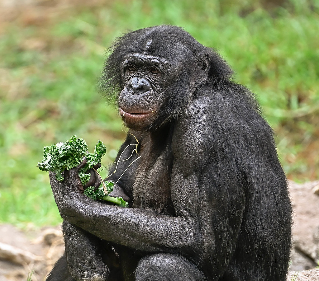 Bonobo World of Apes Fort Worth Zoo Joseph Deems Flickr