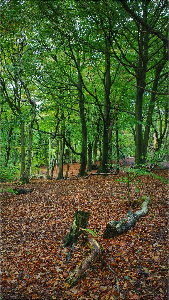 Storeton Woods, Wirral paul ashton Flickr