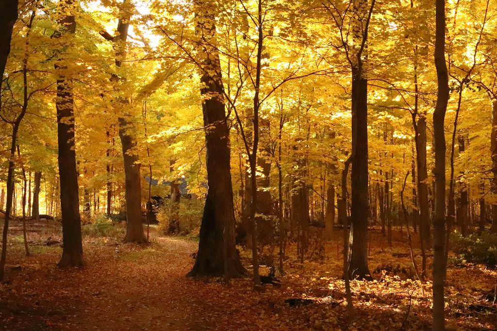 Ryerson Woods Riverwood's, IL Frederick Bell Flickr