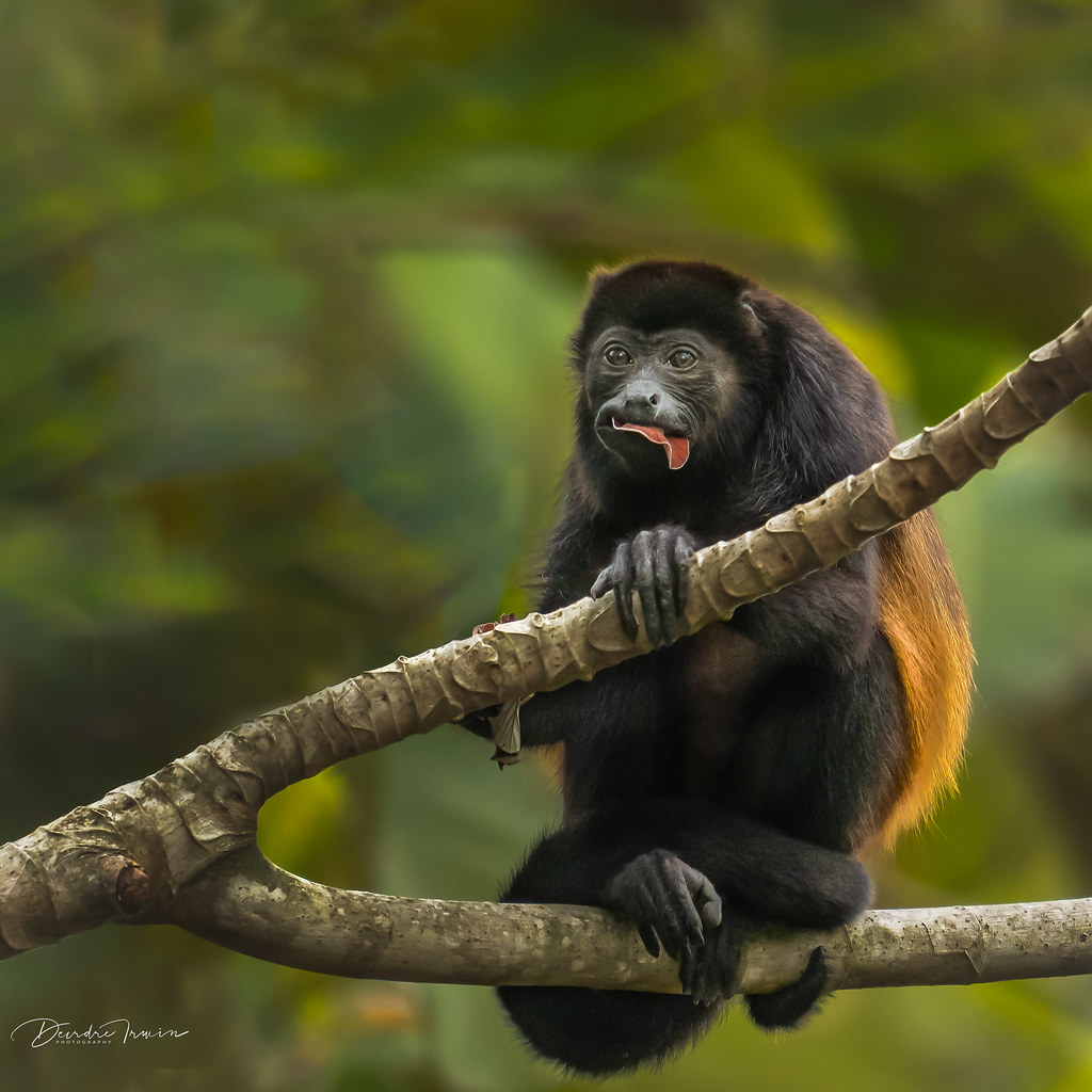 Wild Howler Monkey, Costa Rica Howler monkeys inhabit the … Flickr