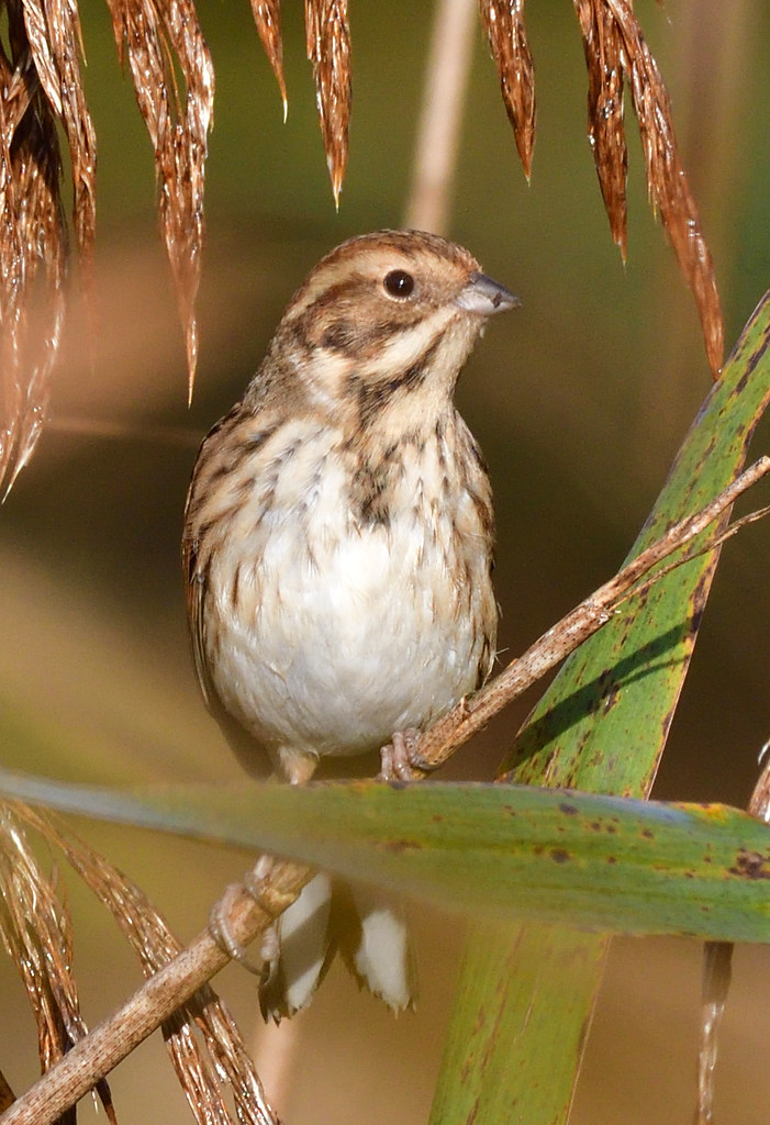 Reed Bunting Taken on the River Tay reed beds, Errol. Lorne_K Flickr