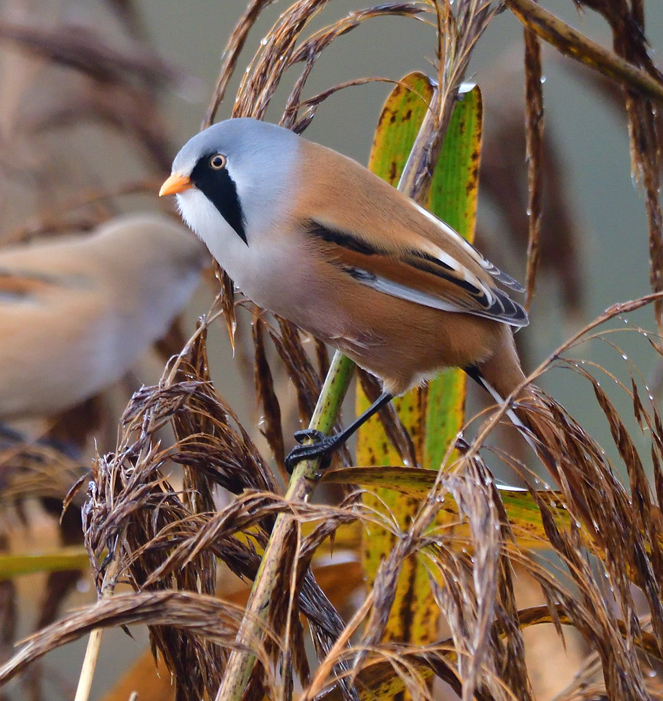 Bearded Tit Taken on the River Tay reed beds, Errol. Lorne_K Flickr