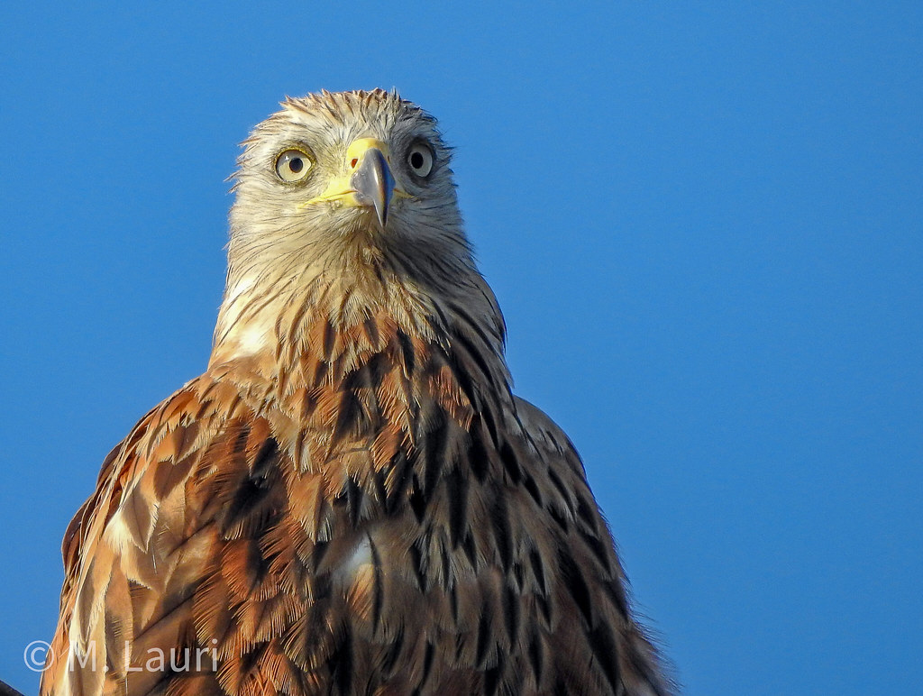 kite garden 1 Mark Lauri Flickr