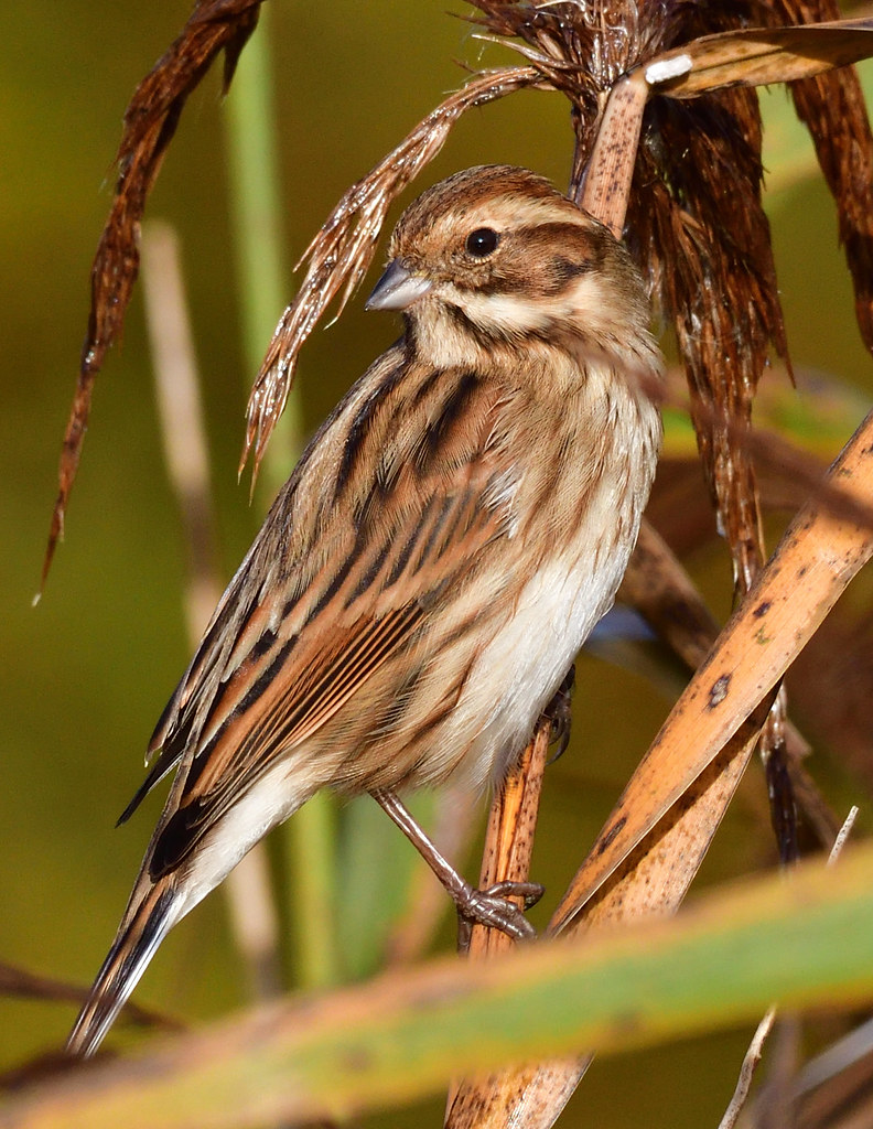 Reed Bunting Taken on the River Tay reed beds, Errol. Lorne_K Flickr