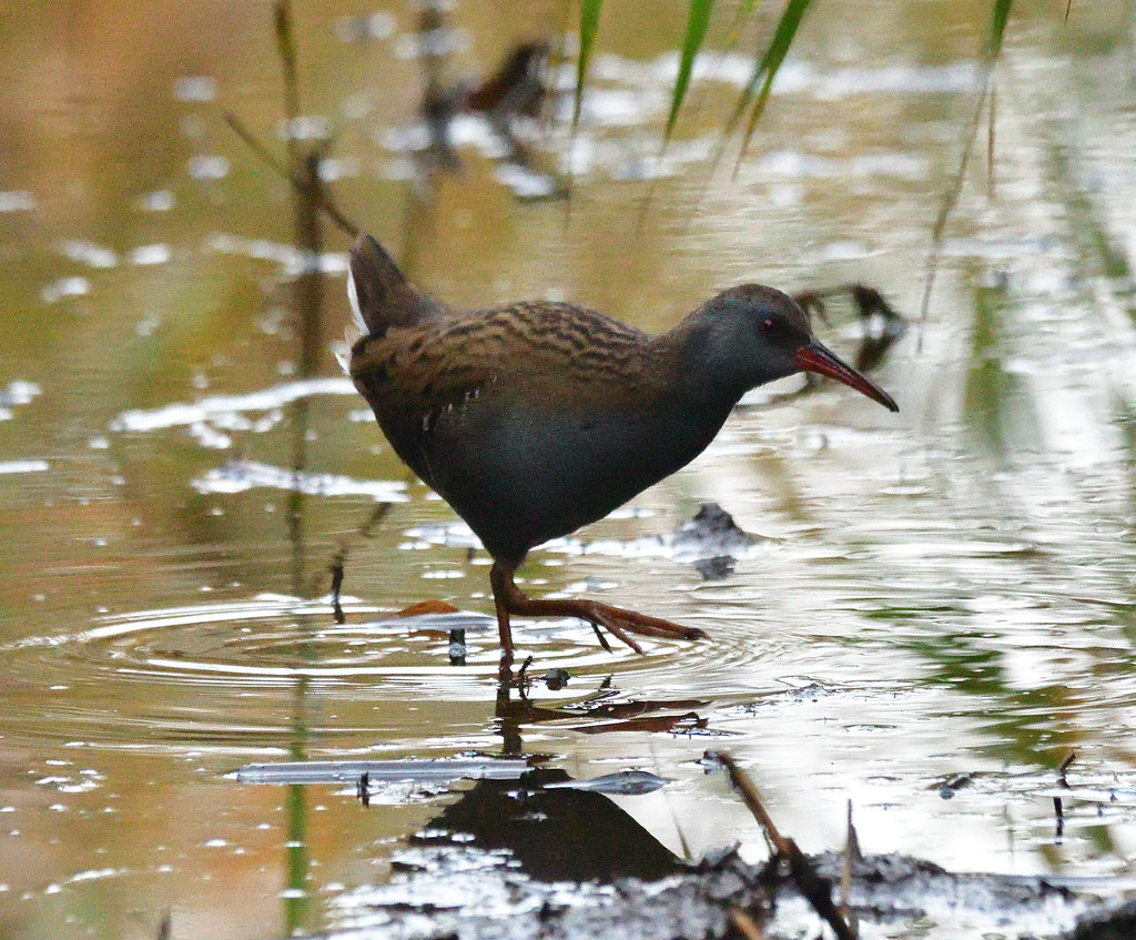 Water Rail Taken on the reed beds, River Tay estuary Lorne_K Flickr