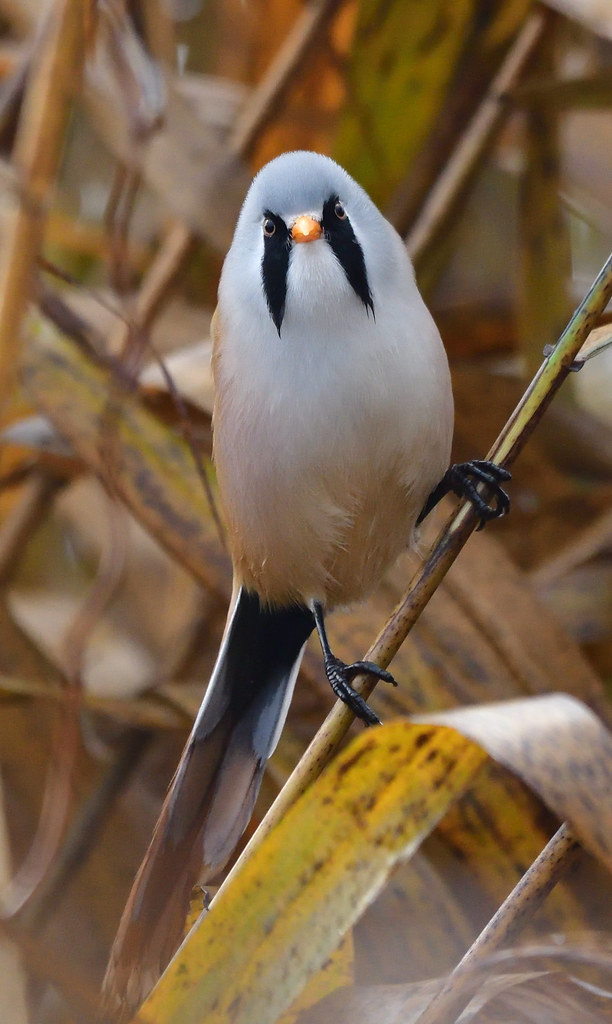 Bearded Tit Taken on the River Tay reed beds, Errol. Lorne_K Flickr