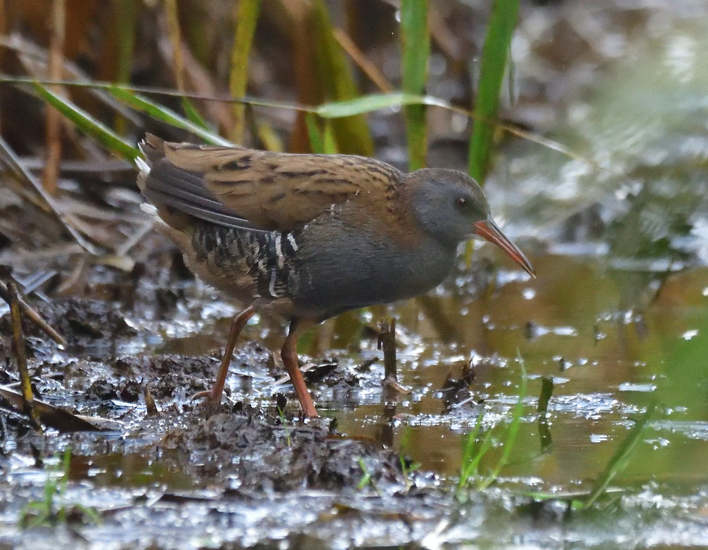 Water Rail Taken on the River Tay reed beds, Errol. Lorne_K Flickr