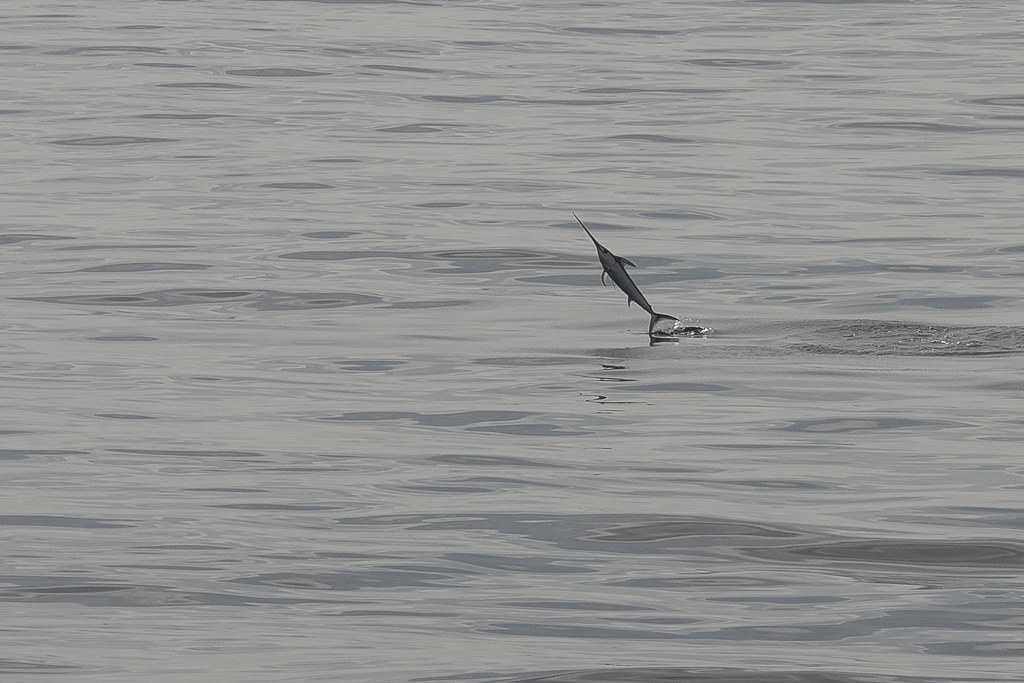 1019_Espadon_3017 Découverte du Vivant Flickr