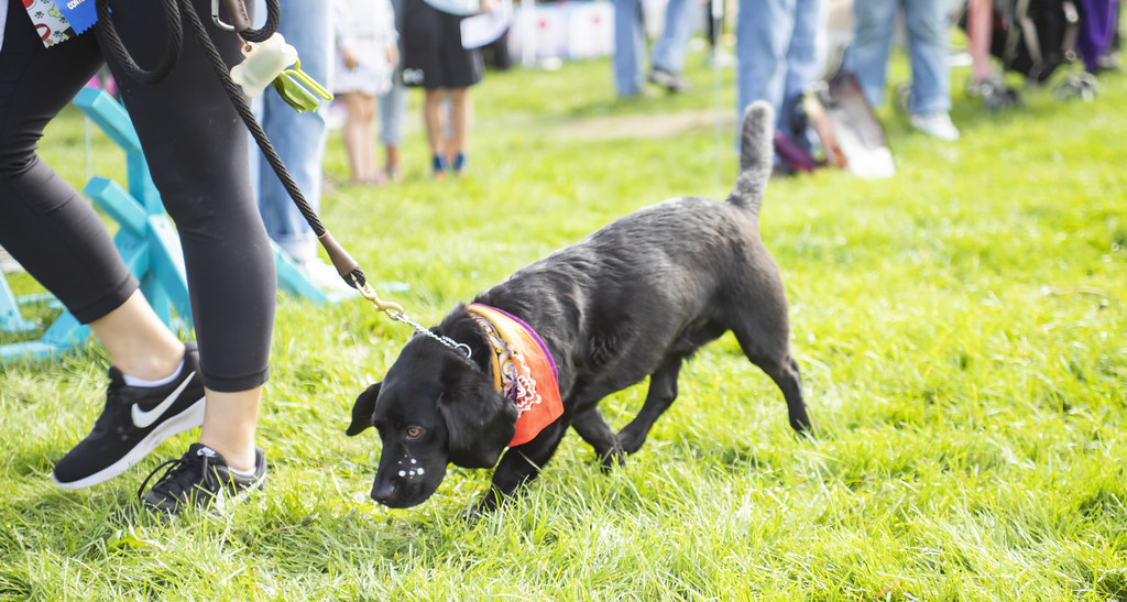 151 Potter League Flickr