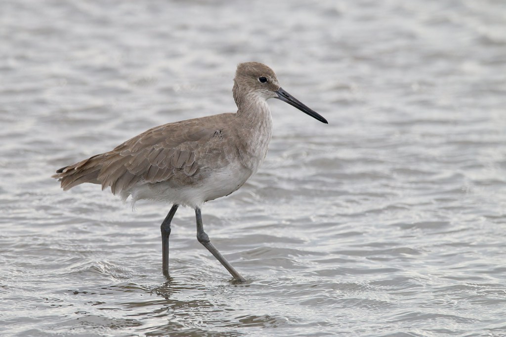 Willet Bolivar Flats Shorebird Sanctuary, 17th St. Jetty, … Flickr