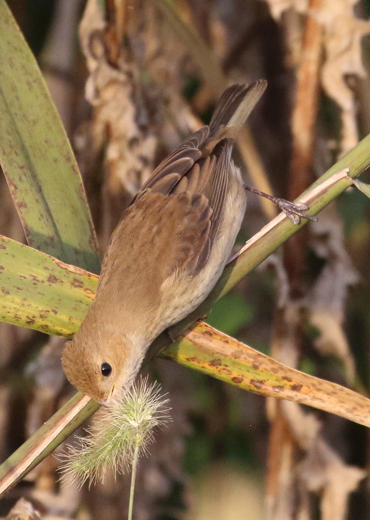 Indigo Bunting, Guilford CT_20221022_7561 Clhowe2 Flickr