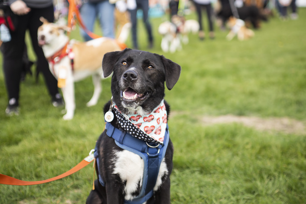 169 Potter League Flickr