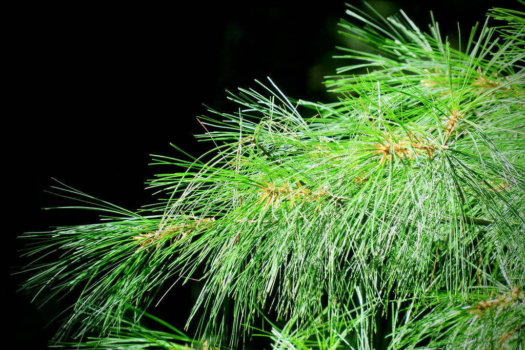 White pine needles Robert Clark Flickr