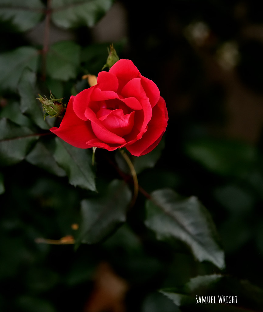 Rose bush still producing flowers Our rose bush is still g… Flickr