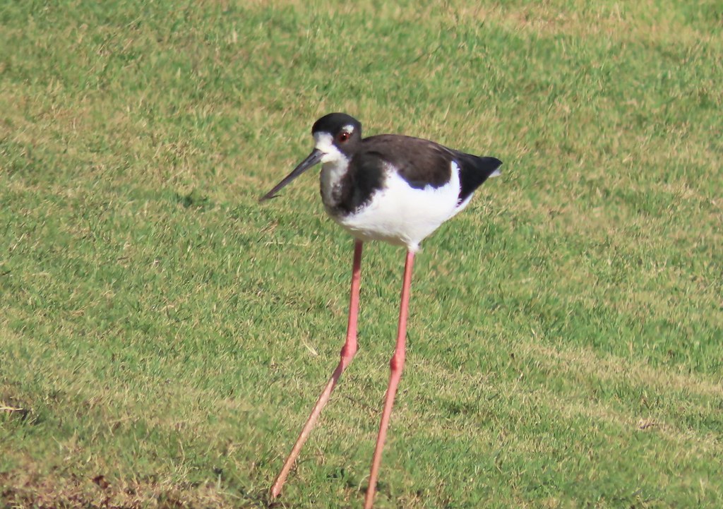 Hawaiian Stilt Marriott Kauai Resort, Kauai, Hawaii. D. H. Michael