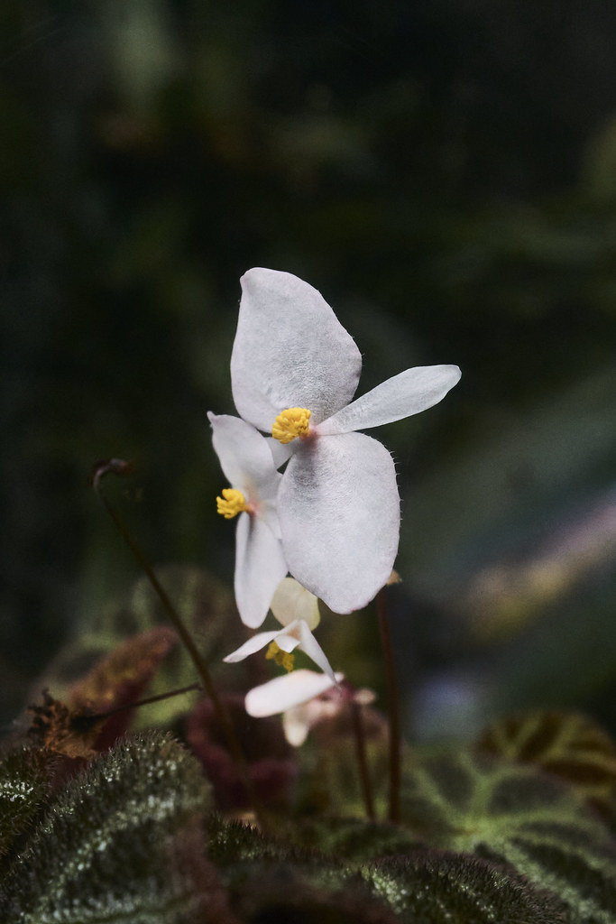 Begonia ningmingensis Secret Garden, Gardens by the Bay, S… Flickr