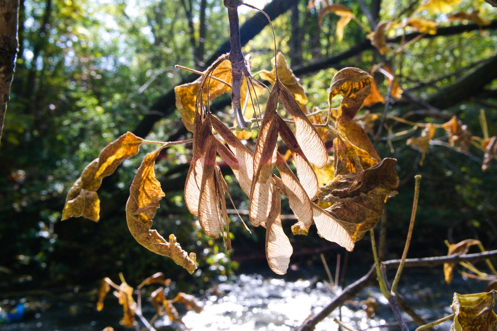maple seeds // helicopter Suprova (Sup!) Flickr