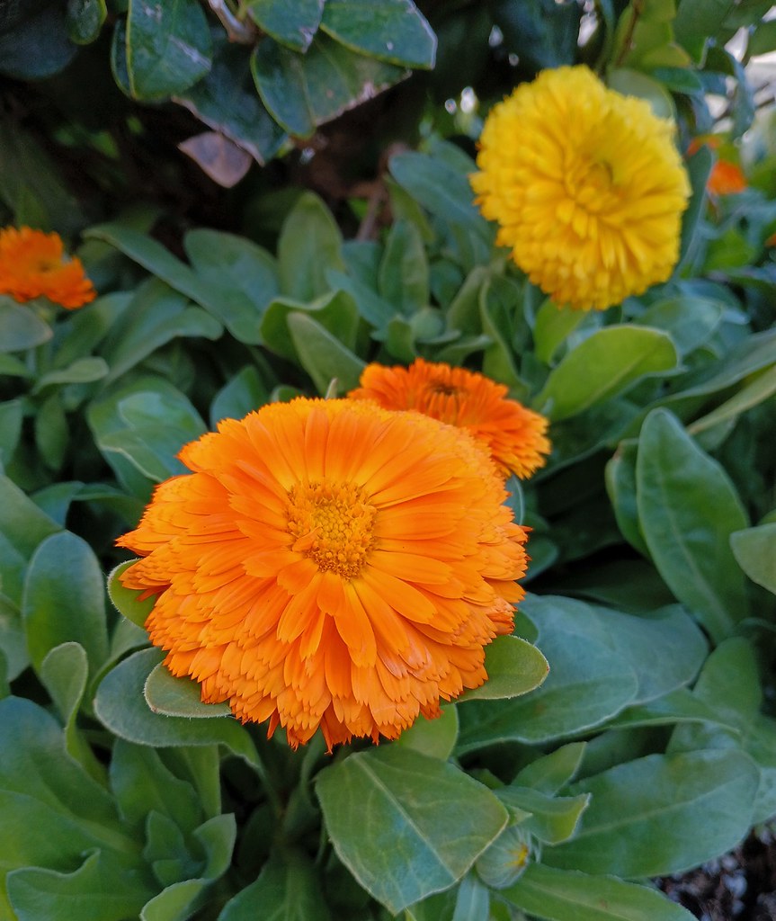 October Flowers I stood near a huge vase and flower bed ne… Flickr