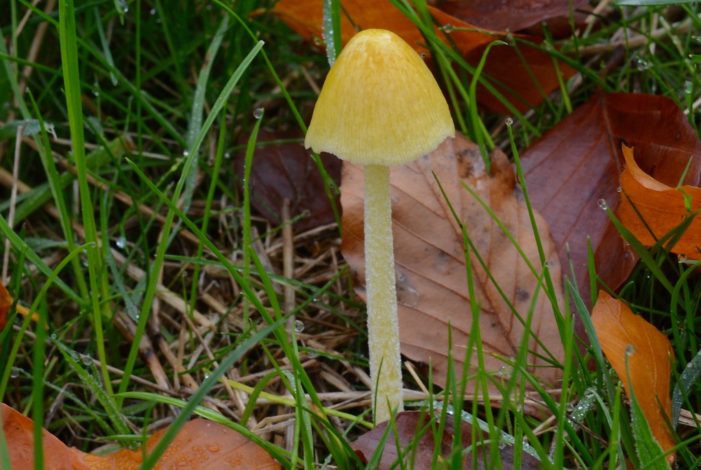 Yellow Fieldcap (Bolbitius titubans) Cow Pasture vic savery Flickr