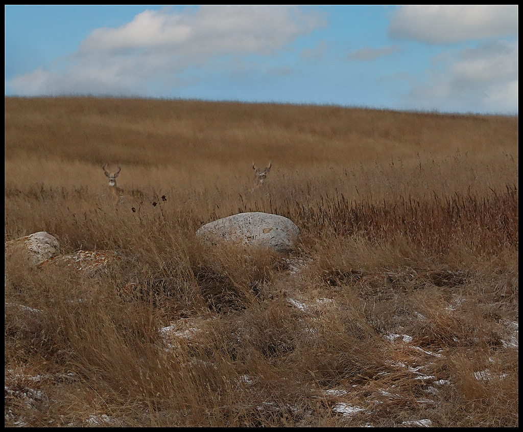 102622 These guys watched us today Greg Hartman Flickr