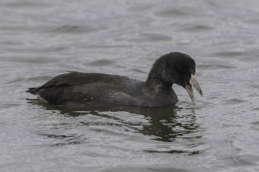 AMERICAN COOT View in Original size Flickr