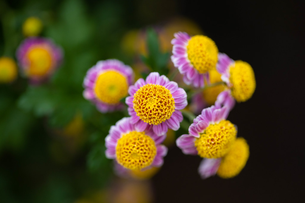 Chrysanthemums At NYBG (New York Botanical Garden) Kiku Ex… Flickr