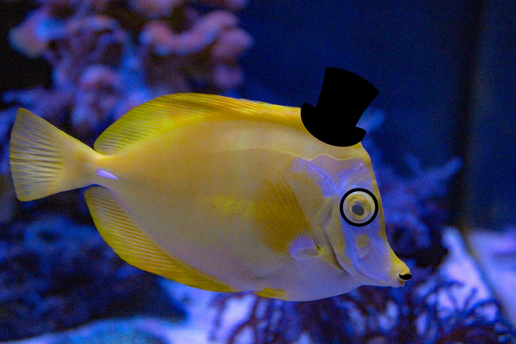 dapper fish Evan Stone p1/2 Flickr