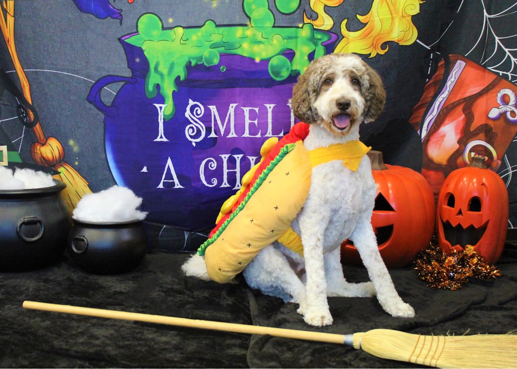 Clyde Hubbard Rover Oaks Pet Resort Katy Flickr