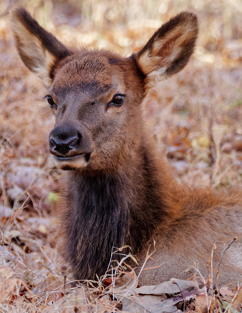 Juvenile elk Springhare Flickr