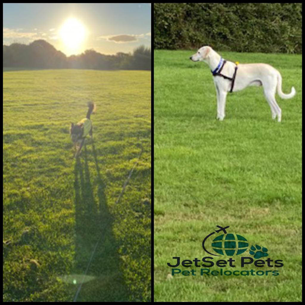 International Pet Transport Services Dubai JetSet Pets spe… Flickr