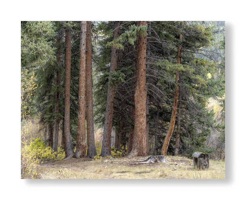 Trees near Ashcroft, Colorado Ashcroft is a ghost town and… Flickr