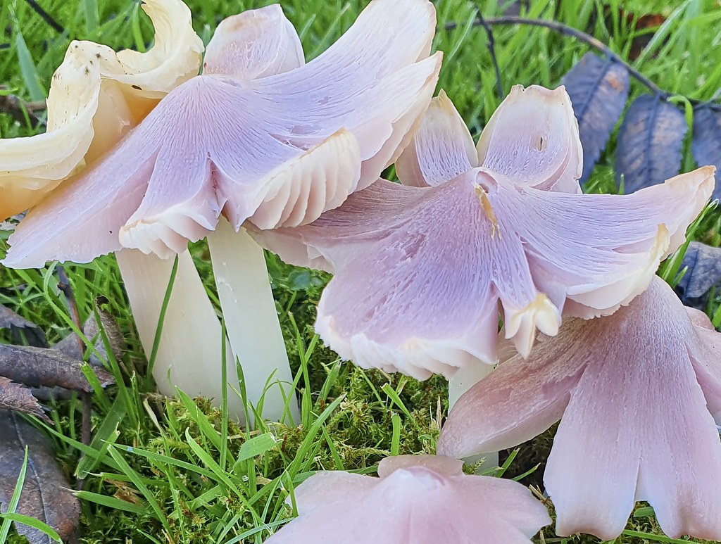 Pink/Ballerina Waxcap Close Up Silver Grey Flickr