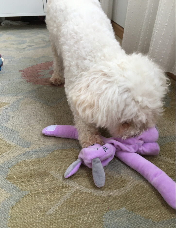 Destroying puppy's toy part 2 FilipaValente Flickr