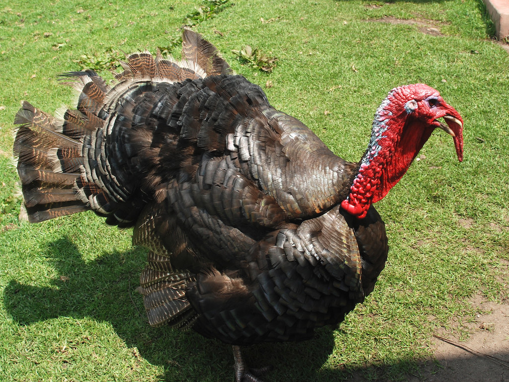32turkey agressive turkeylunch stop on atrail to Lucmab… Flickr
