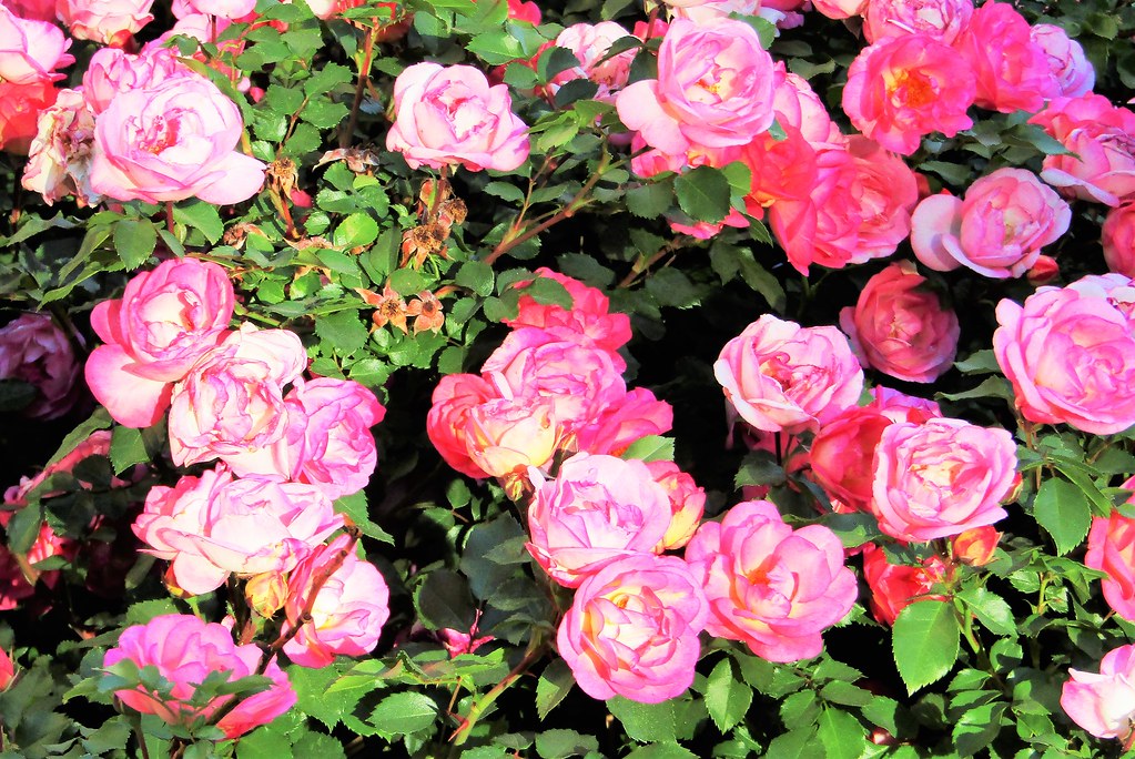 Roses 1912 Southern Utah University in Cedar City, Utah. Tangled